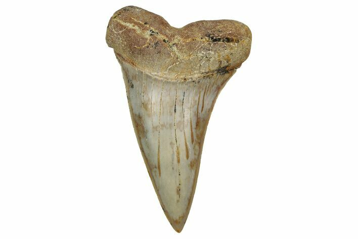 Colorful, Fossil Broad-Tooth Mako Shark Tooth - Bakersfield, CA #351427